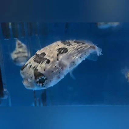 Porcupine-Puffer_425x425.webp Porcupine Puffer