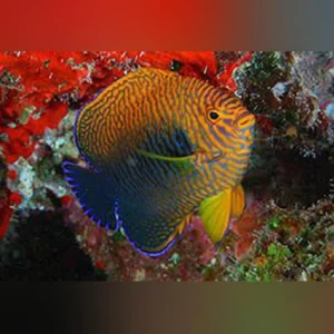 Potters-Angelfish_425x425.webp Potter's Angel