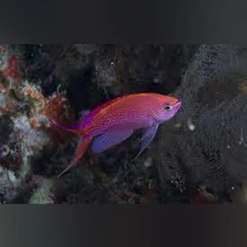 Princess-Anthias.webp Princess Anthias