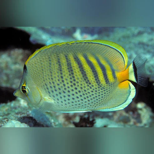 Punctado-Butterfly-Fish.webp Punctado Butterflyfish