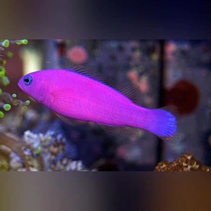 Purple-Dottyback_425x425.webp Purple Dottyback