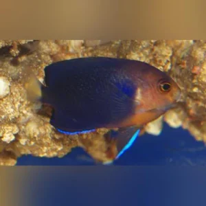Pygmy Angelfish