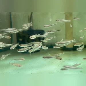 Rainbow-Shiner_fbd34765-9abc-4aa5-8ca7-183a84b699ac.webp Rainbow Shiner