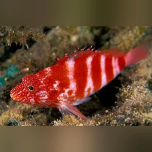 Red-Banded-Hawkfish.webp Red Banded Hawkfish