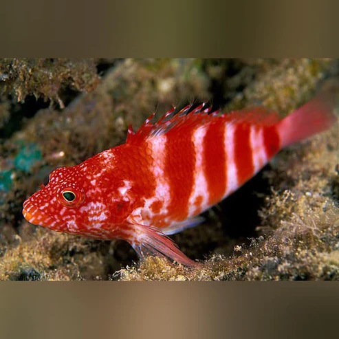 Red-Banded-Hawkfish.webp Red Banded Hawkfish
