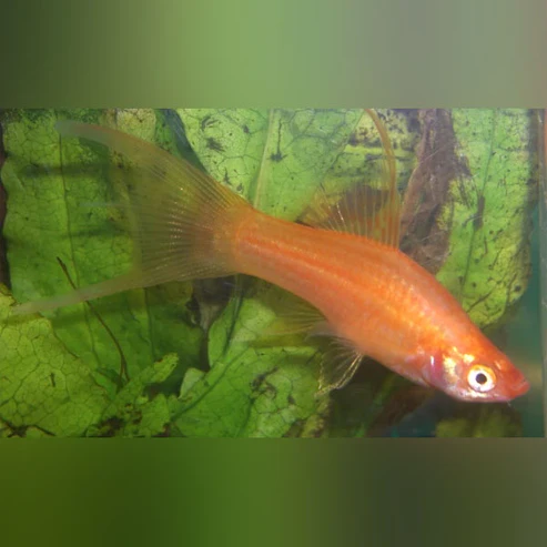 Red-Hi-Fin-Lyre-Tail-Swordtail.webp Red Hi Fin Lyre Tail Swordtail