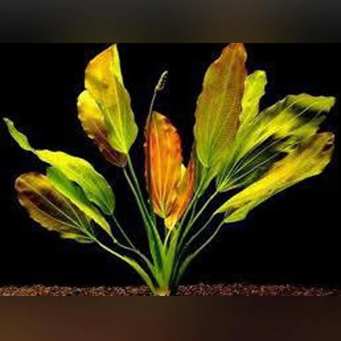 Red-Melon-Sword.webp Red Melon Sword