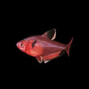 Red-Minor-_Serpae_-Tetra.webp Serpae Tetra