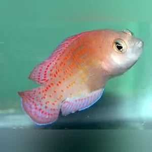 Red Spot Dottyback