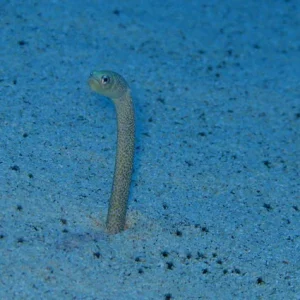 Garden Eel (Green and Black)