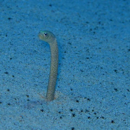 Red_Sea_Garden_Eel_-_Gorgasia_sillneri_425x425.webp Garden Eel (Green and Black)