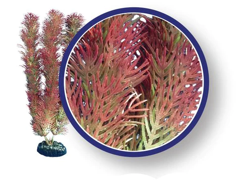 Redcabomba_1_grande_c1d334d2-a20d-45d0-9cf1-be5c2a81b026.webp Red Cabomba