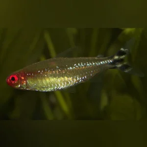 Rummynose Tetra