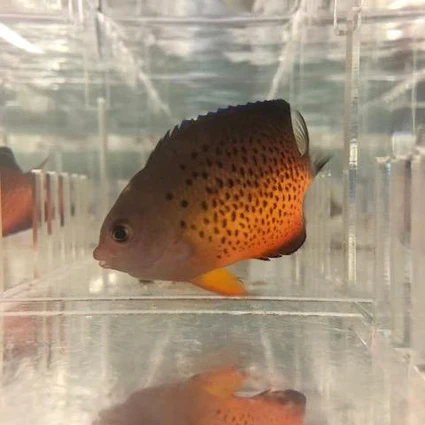 Rusty_angel_425x425.webp Rusty Angel