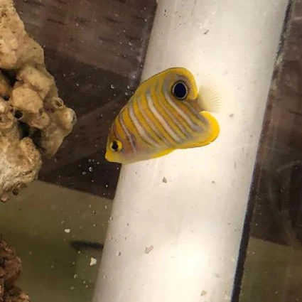 SM_REGAL_ANGEL_425x425.webp Regal Angelfish