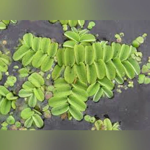 Salvinia-1.webp Salvinia