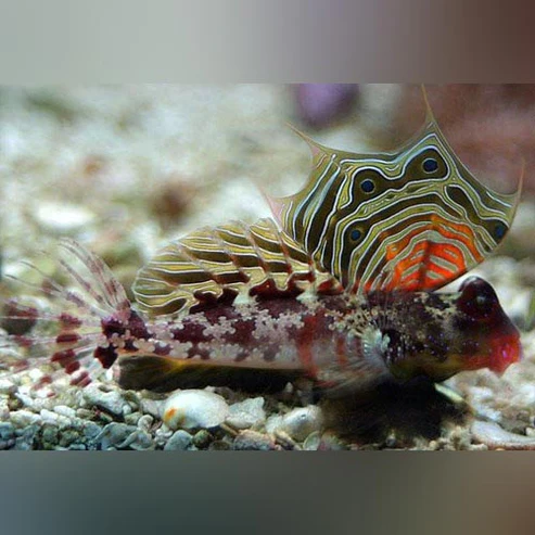 Scooter-Blenny.webp Red Scooter Blenny
