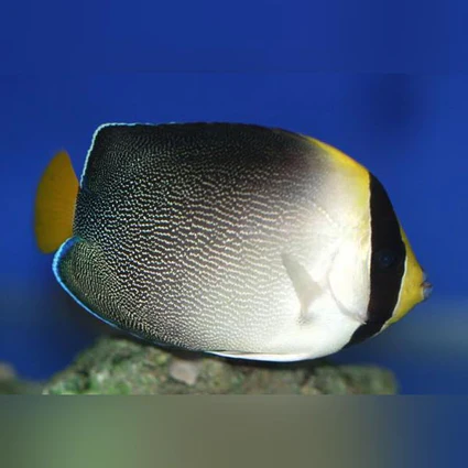 Singapore-Angelfish_425x425.webp Singapore Angelfish
