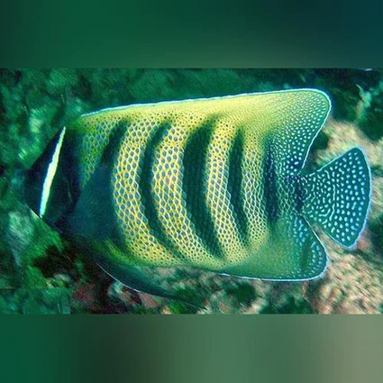 Six-bar-Angelfish2_425x425.webp Six Bar Angelfish