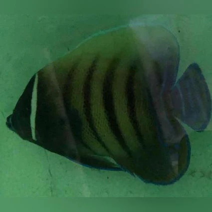 Six-bar-Angelfish_425x425.webp Six Bar Angelfish