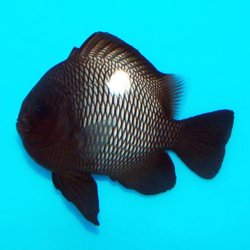 Snowball_Damsel.webp Domino Damselfish