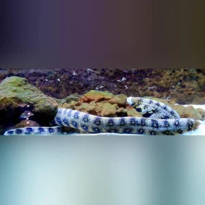 Snowflake Moray Eel 