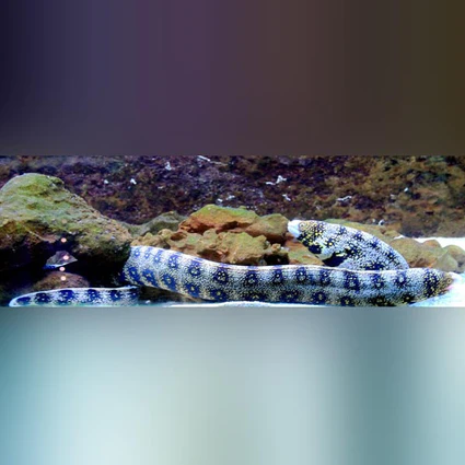 Snowflake-Eel_425x425.webp Snowflake Moray Eel