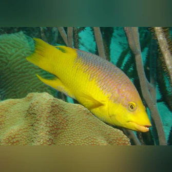 Spanish-Hogfish_dbfab3f5-1b4f-4e1b-9c53-18bd507c85fa_335x335.webp Spanish Hogfish