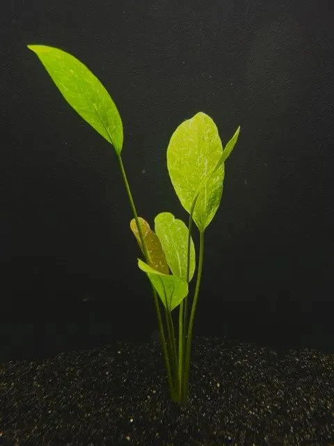 SparkleSword.webp Sparkle Sword