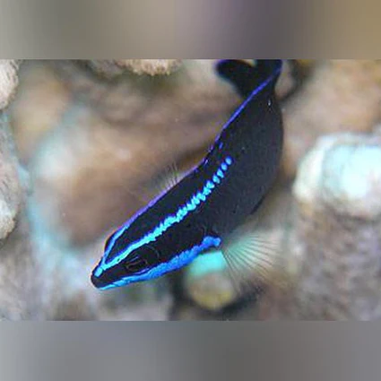 Springers-Dottyback_425x425.webp Springer's Dottyback (tank raised)