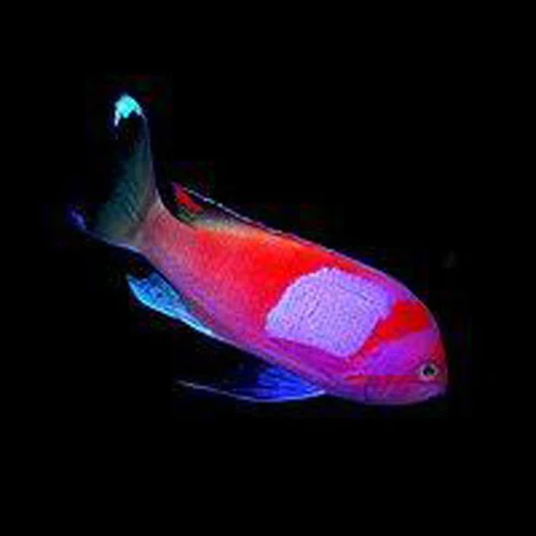 Squareback-Anthias-male.webp Squareback Anthias (Male)