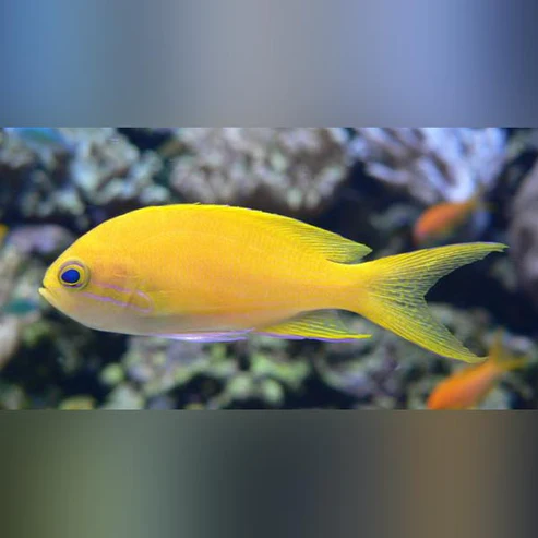 Squareback-Anthias.webp Squareback Anthias (Female)