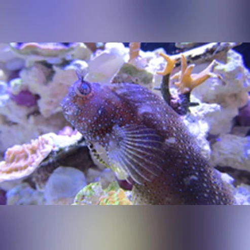 Starry-Blenny.webp Starry Blenny