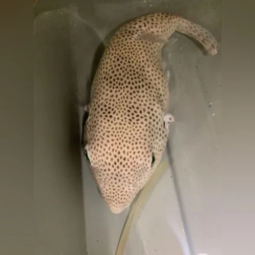 Stella-Puffer.webp Stella Puffer