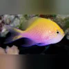 Sunburst-Anthias.webp Sunburst Anthias
