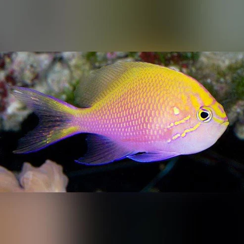 Sunburst-Anthias.webp Sunburst Anthias