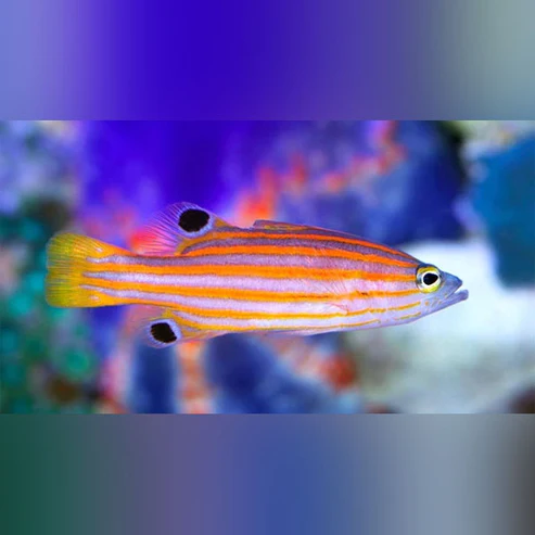 Swales-Swissguard-Basslet.webp Swales Swissguard Basslet