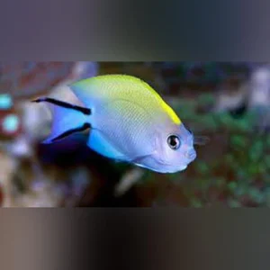 Swallowtail-Angelfish_425x425.webp Swallowtail Angelfish