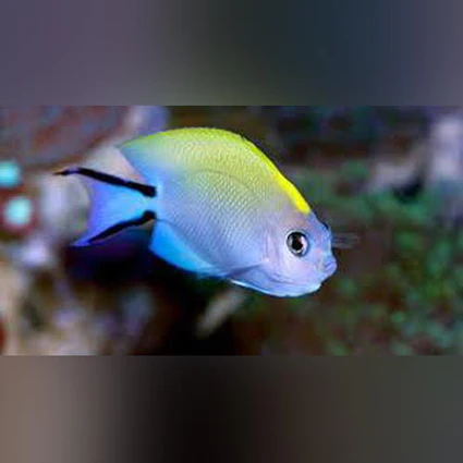 Swallowtail-Angelfish_425x425.webp Swallowtail Angelfish