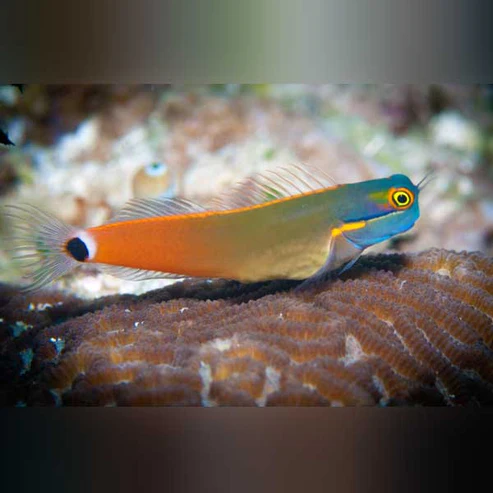 Tailspot-Blenny.webp Tailspot Blenny