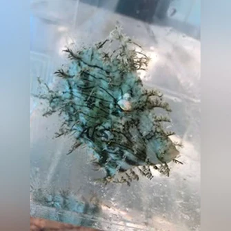 Tassel-Filefish_335x335-1.webp Tassel Filefish