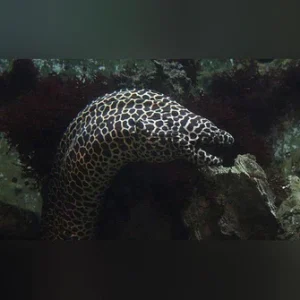 Tesselata-Eel_335x335.webp Tesselata Eel