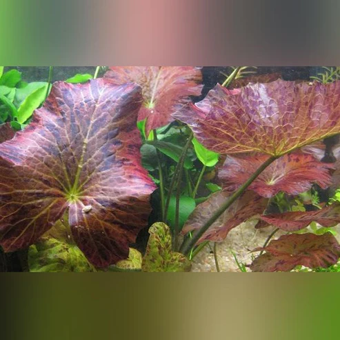 Tiger-Lotus-Bulb-Red.webp Tiger Lotus Bulb