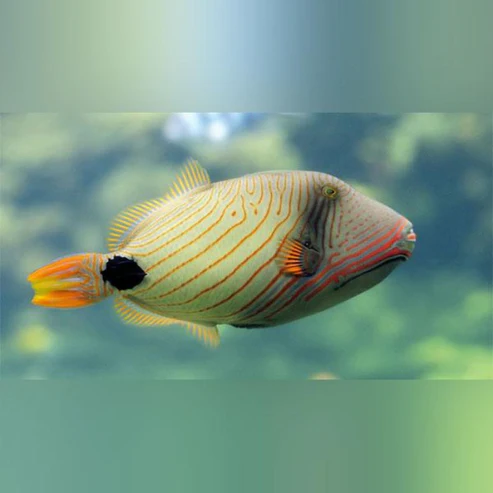 Undulatus-Triggerfish.webp Undulatus Triggerfish