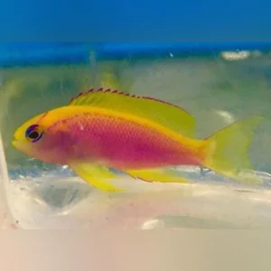 Ventralis-Anthias.webp Ventralis Anthias