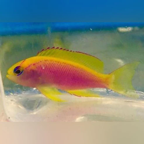 Ventralis-Anthias.webp Ventralis Anthias