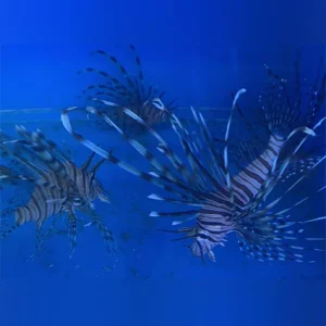 Volitan-Lionfish-Black_425x425.webp Volitan Lionfish (Black)