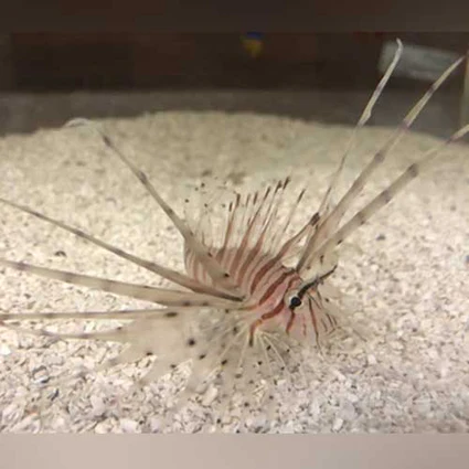 Volitan-Lionfish_cb050c14-faaf-4b9d-9678-e0b9cf41f51e_425x425.webp Red Volitan Lionfish