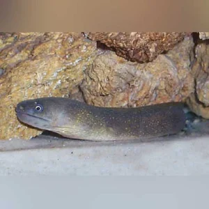 White-Cheek-Moray-Eel.webp White Cheek Moray Eel Freshwater