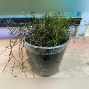 Willow-Moss.webp Willow Moss